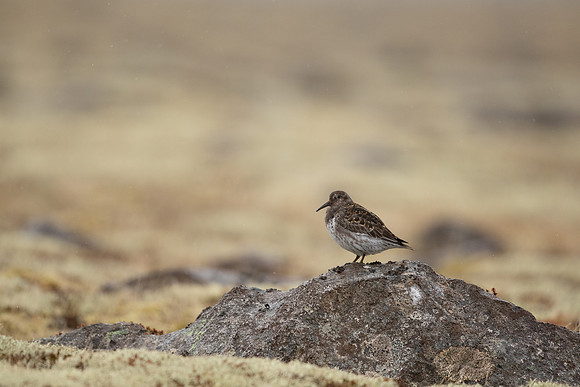 Purple Sandpiper, Raufarhofn, Iceland, June 2022