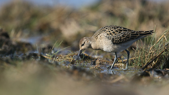 Ruff, Northwick Warth, September 2016