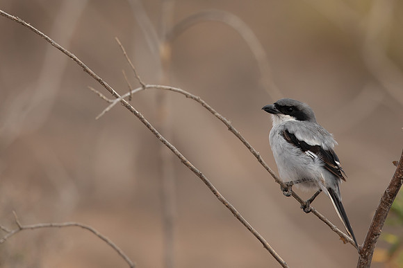 Southern Grey Shrike, Lanzarote, July 2022