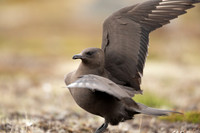 Arctic Skua,Snæfellsnes peninsula, Iceland, June 2022