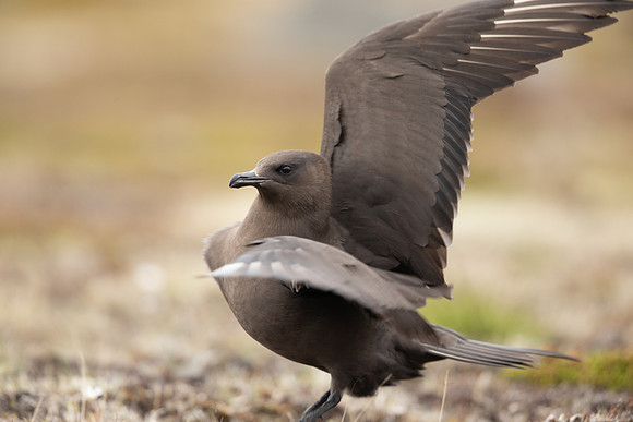 Arctic Skua,Snæfellsnes peninsula, Iceland, June 2022