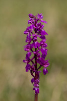 Early-purple Orchid