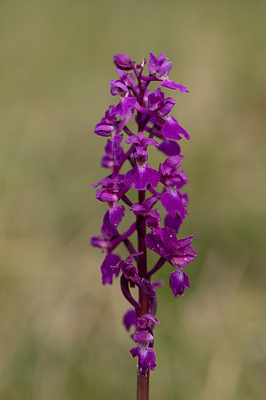Early Purple Orchid, Selsey Common, May 2025