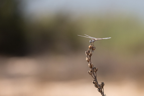 Black Penant (female) Achne Dam, Cyprus, July 2024.
