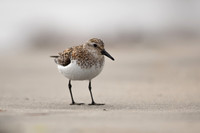 Sanderling, Raufarhofn, Iceland, June 2022