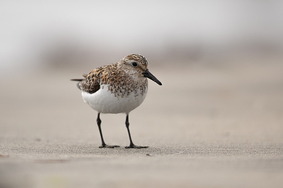 Sanderling, Raufarhofn, Iceland, June 2022