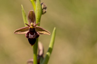 Fly x. Bee Orchid, Selsey Common, May 2024.