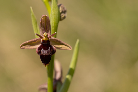 Fly x. Bee Orchid, Selsey Common, May 2024.