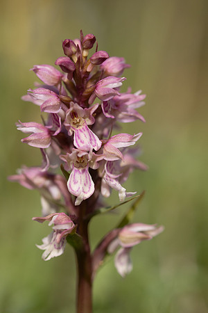 Frog x Common Spotted-orchid, Morgans Hill, June 2024