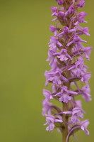 Chalk Fragrant-orchid, Rudge Hill, June 2024