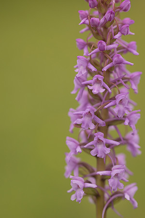 Chalk Fragrant-orchid, Rudge Hill, June 2024