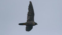 Peregrine Falcon, Pembrokeshire August 2014