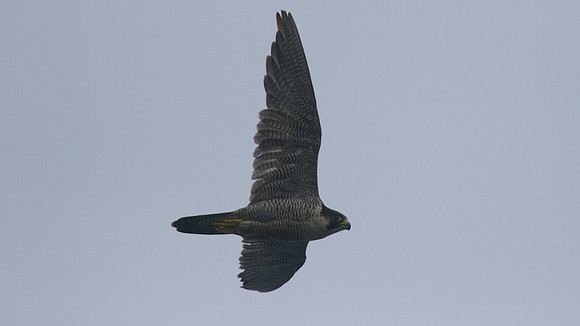 Peregrine Falcon, Pembrokeshire August 2014