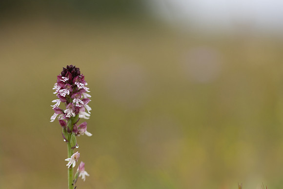 Burnt Tip-orchid var. aestivalis, Ladle Hill, July 2024,
