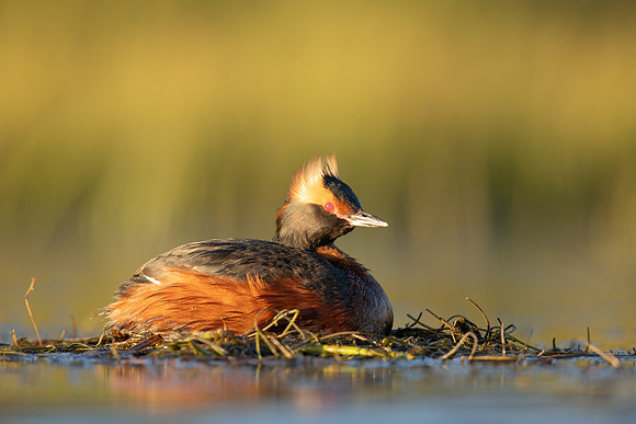 Slavonian Grebe, Iceland, May 2022