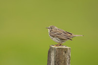 Meadow Pipit, Floi, Iceland, June 2022