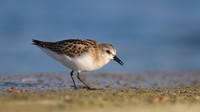 Little Stint, Cheddar Reservoir, September 2014