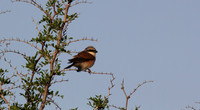 Red-backed Shrike, Larnaca Salt Lake, April 2014