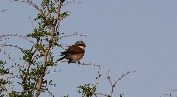 Red-backed Shrike, Larnaca Salt Lake, April 2014
