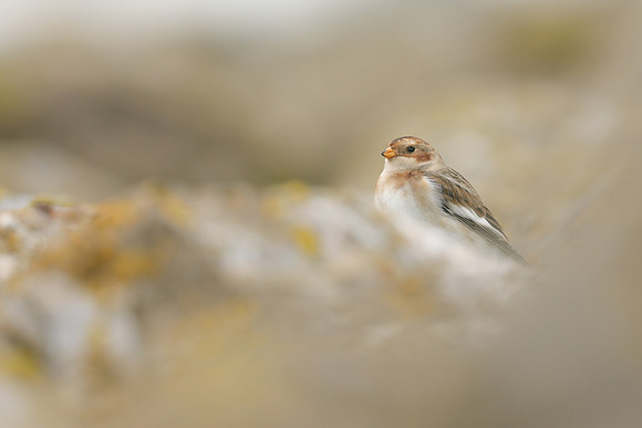 Snow Bunting, Severn Beach, November 2020