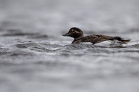 Long-tailed Duck, Raufarhofn, June 2022