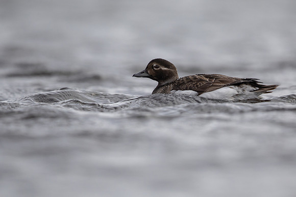 Long-tailed Duck, Raufarhofn, June 2022