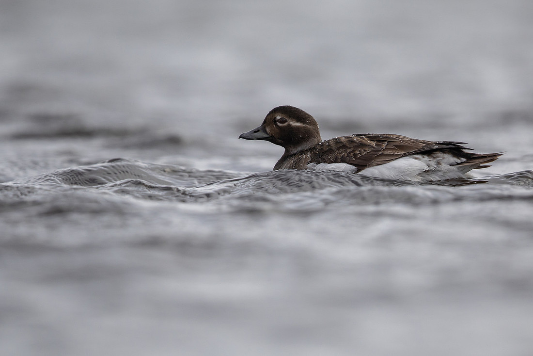 Long-tailed Duck, Raufarhofn, June 2022