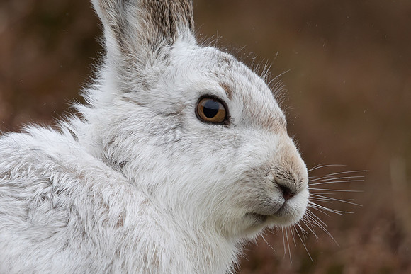 Mountain Hare, Findhorn Valley, February 2023
