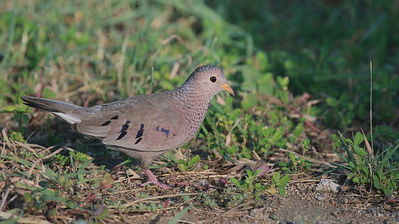 Common Ground Dove, Palm Beach, Aruba, November 2015.