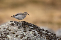 Purple Sandpiper, Raufarhofn, June 2022