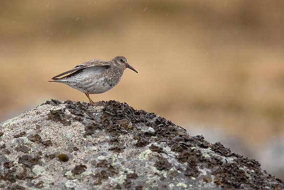 Purple Sandpiper, Raufarhofn, June 2022