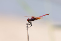 Violet Dropwing, Cape Greco, Cyprus, July 2024