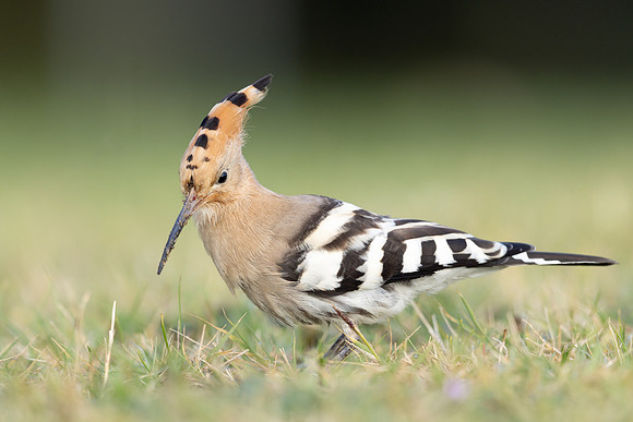 Hoopoe, Swansea, October 2024