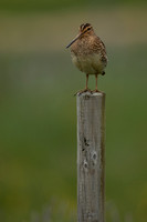 Common Snipe, Floi, Iceland, June 2022