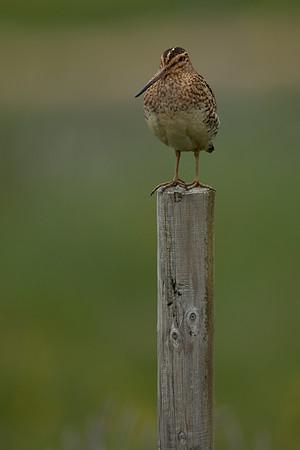 Common Snipe, Floi, Iceland, June 2022